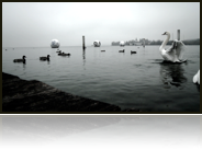 collage_image