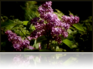 collage_image