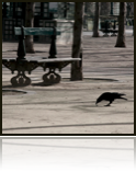 collage_image